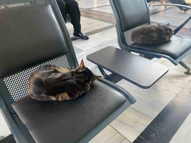 Soğuktan &uuml;ş&uuml;yen sokak kedileri tren garına ısındı 3