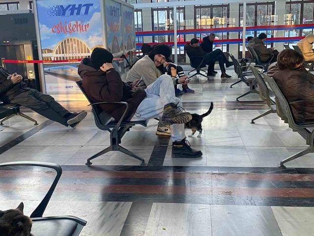 Soğuktan &uuml;ş&uuml;yen sokak kedileri tren garına ısındı 2