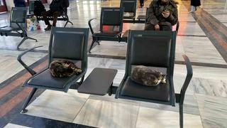 Son dakika: Soğuktan &uuml;ş&uuml;yen sokak kedileri tren garına ısındı