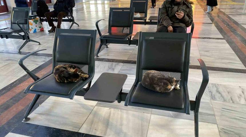Soğuktan &uuml;ş&uuml;yen sokak kedileri tren garına ısındı