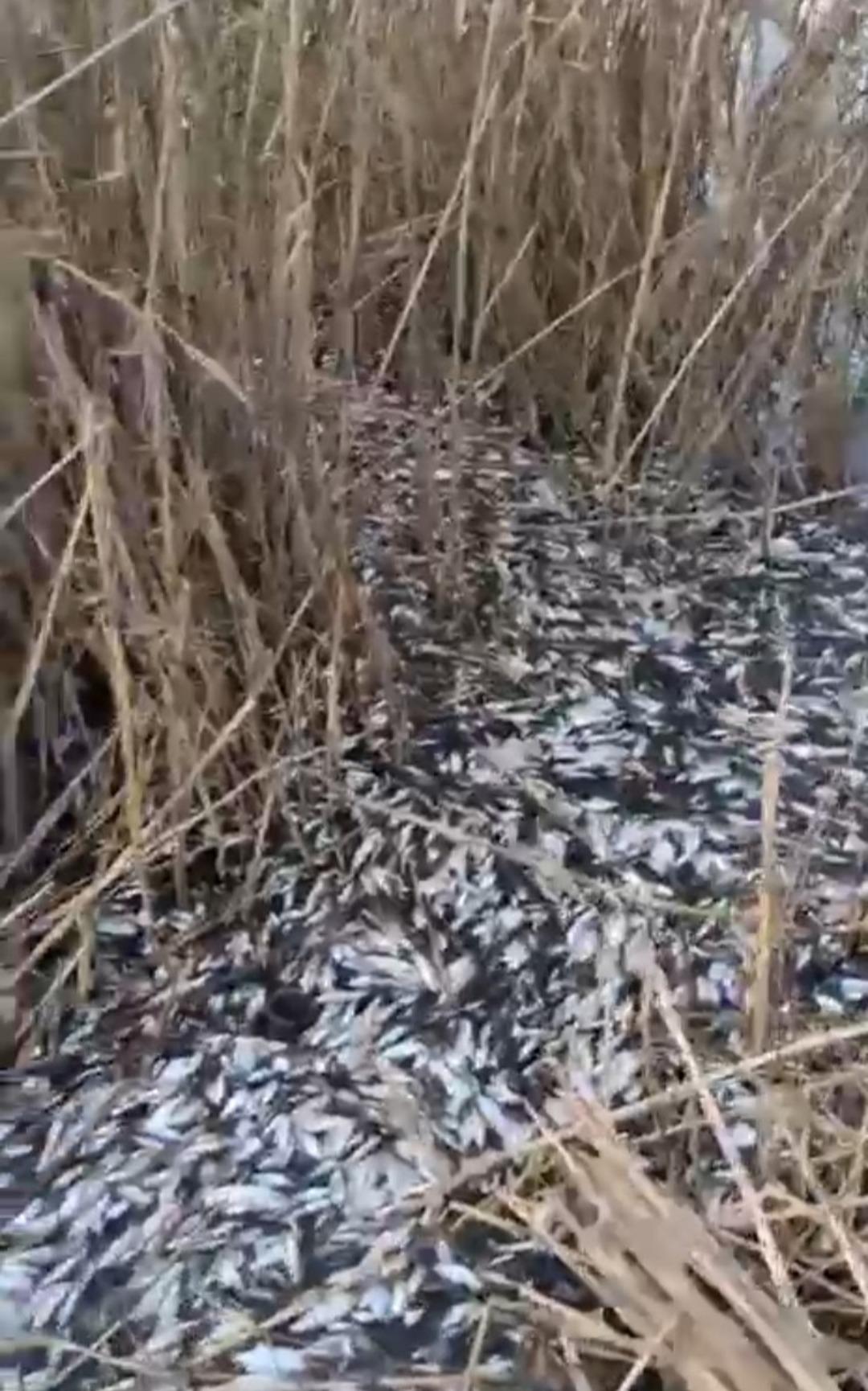 Binlerce balık &ouml;l&uuml; bulundu! "Araştırılsın" 1