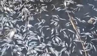 Binlerce balık &ouml;l&uuml; bulundu! "Yetkililer araştırsın"