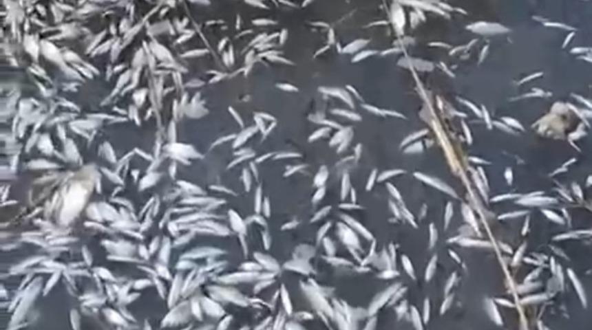 Binlerce balık &ouml;l&uuml; bulundu! "Araştırılsın"