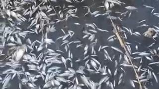 Binlerce balık ölü bulundu! Araştırılsın