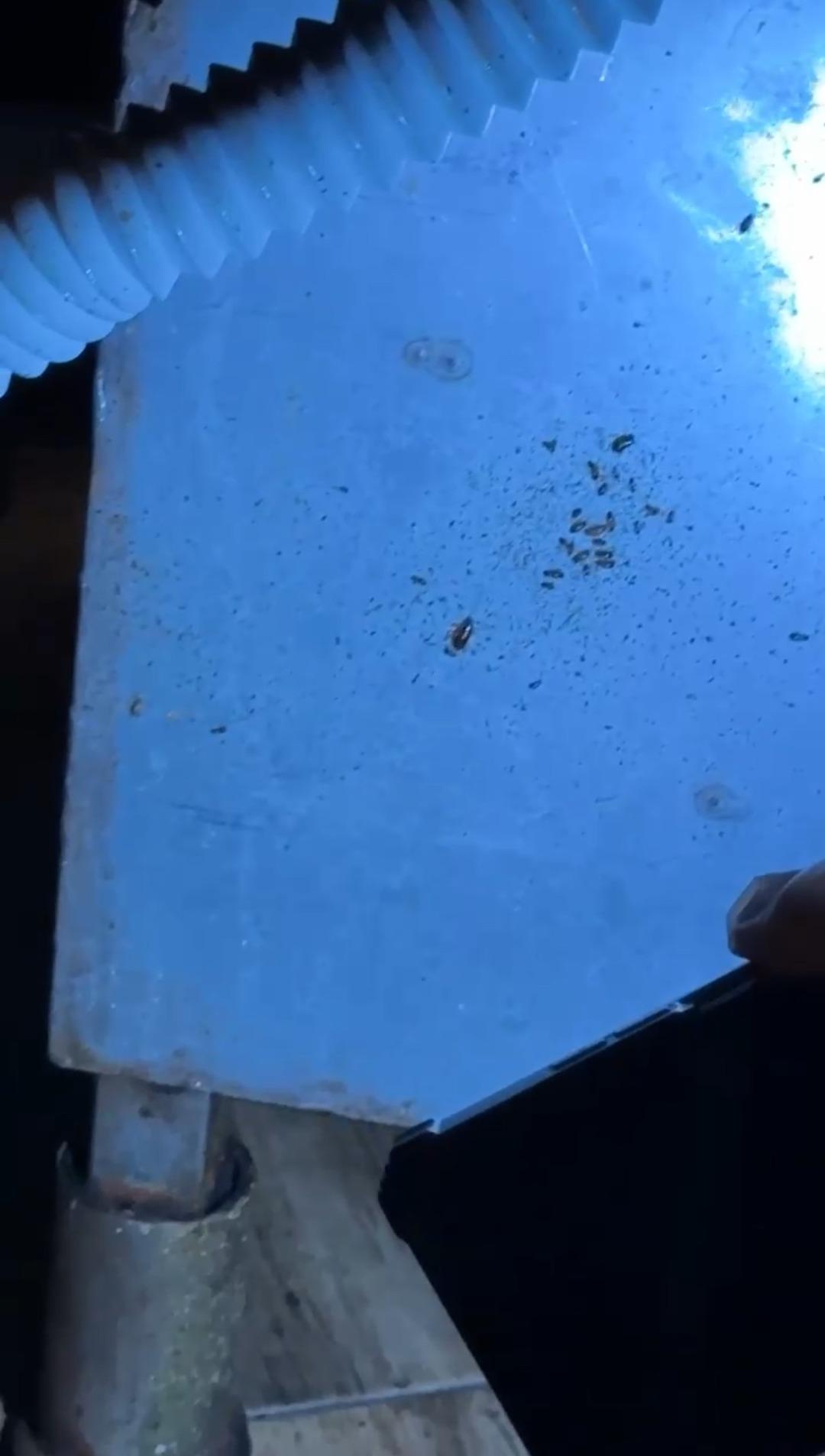 Alışveriş merkezinde denetleme! Restoranda b&ouml;cek yuvası bulundu 1