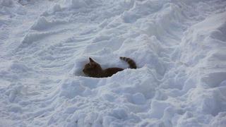 Eski kışlar geri geldi, Kızılırmak’ın yüzeyi kısmen dondu