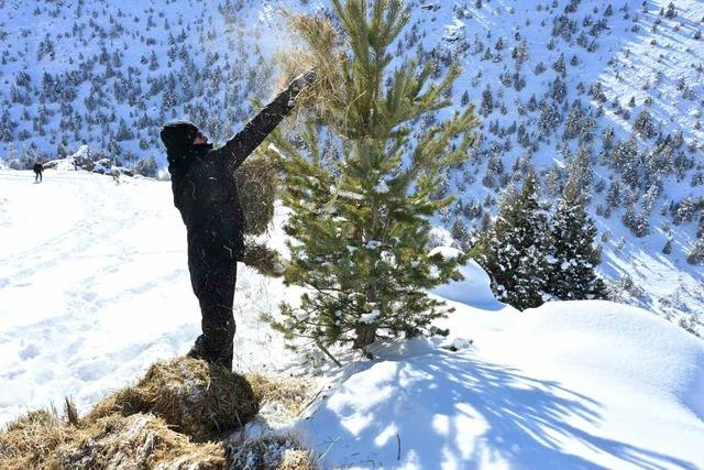 G&uuml;m&uuml;şhane&rsquo;de a&ccedil; kalan yaban hayvanları i&ccedil;in seferberlik 7