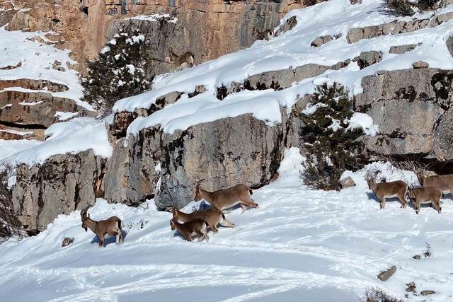 G&uuml;m&uuml;şhane&rsquo;de a&ccedil; kalan yaban hayvanları i&ccedil;in seferberlik 10