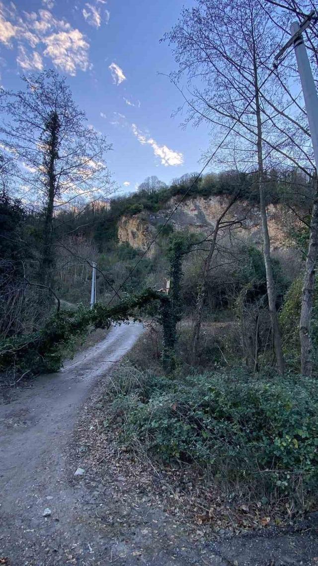 Şiddetli r&uuml;zgar hayatı olumsuz etkiledi, bazı ağa&ccedil;lar devrildi 1