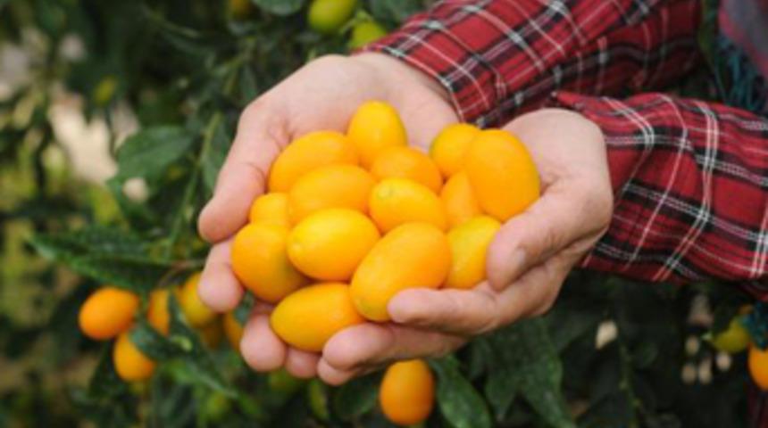 Altın portakalın kilosu 20 TL