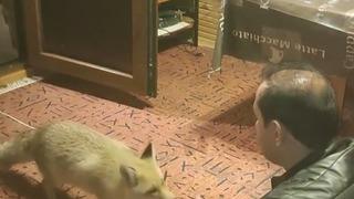 Erzincan’da ilginç dostluk: Tilkiyi evinde eliyle besliyor