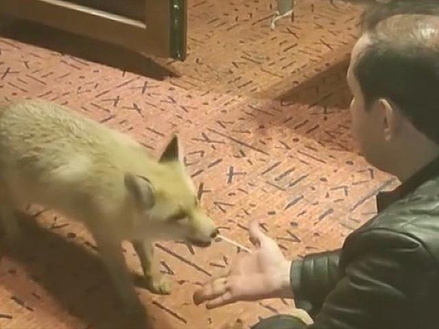 Erzincan'da sıra dışı dostluk: Evine alıp elleriyle besliyor!