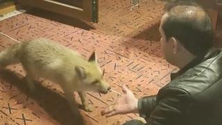 Erzincan'da sıra dışı dostluk: Evine alıp elleriyle besliyor!