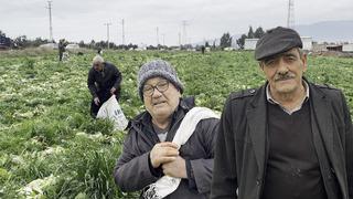 Bedava dağıttığını duyan koştu: Çuval çuval aldılar