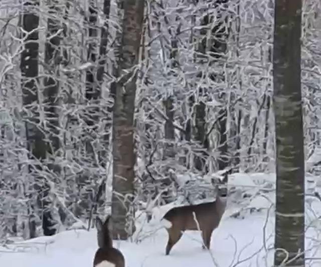 Yaban hayvanları için dağa çıktı, iki geyikle karşılaştı 1