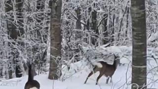 Yaban hayvanları için dağa çıktı, iki geyikle karşılaştı