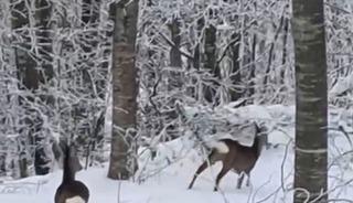 Yaban hayvanları i&ccedil;in dağa &ccedil;ıktı, iki geyikle karşılaştı
