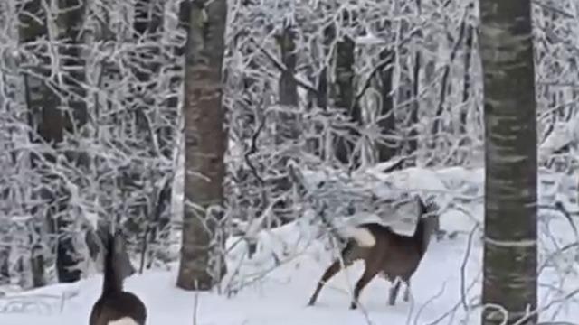 Yaban hayvanları için dağa çıktı, iki geyikle karşılaştı