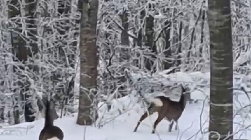 Yaban hayvanları i&ccedil;in dağa &ccedil;ıktı, iki geyikle karşılaştı
