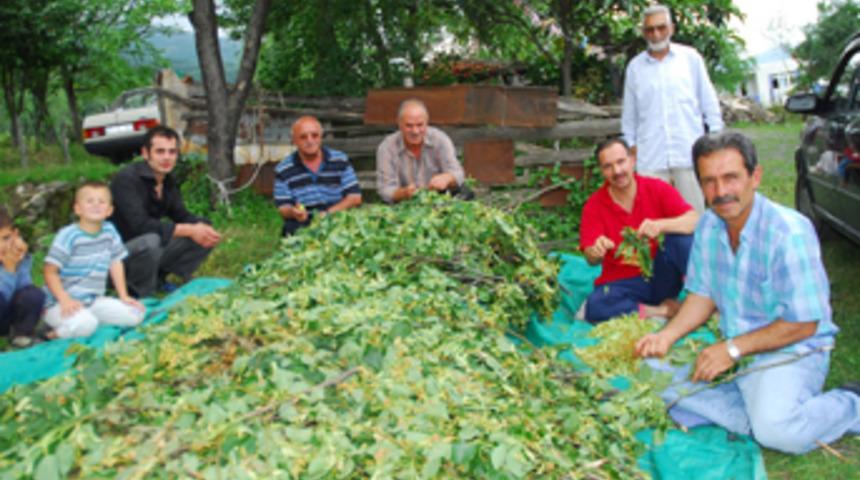 Altından daha çok kazandırdı