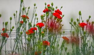 2025'te T&uuml;rkiye'nin en &ccedil;ok &uuml;rettiği kesme &ccedil;i&ccedil;ek: Karanfil zirvede!