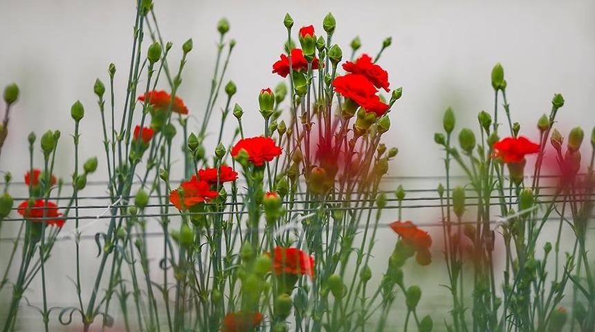 2025'te T&uuml;rkiye'nin en &ccedil;ok &uuml;rettiği kesme &ccedil;i&ccedil;ek: Karanfil zirvede!