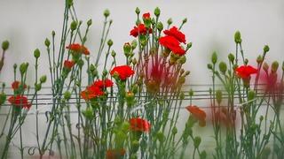 2025'te Türkiye'nin en çok ürettiği kesme çiçek: Karanfil zirvede!