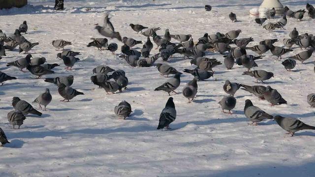 Gaziantep&rsquo;te vatandaşlar kar ve g&uuml;neşin tadını &ccedil;ıkardı 5