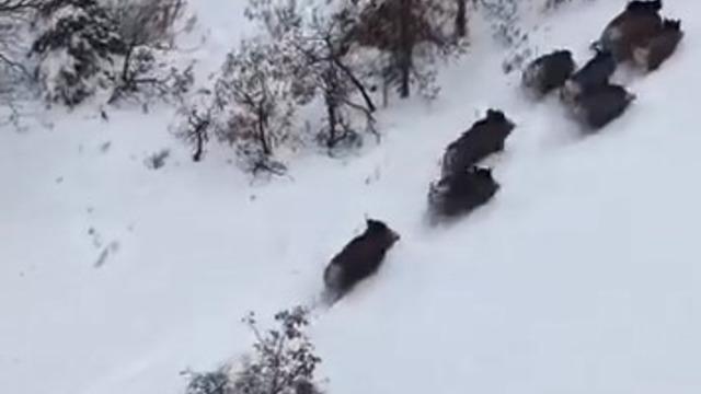 Elazığ’da domuz sürüsü dron ile görüntülendi