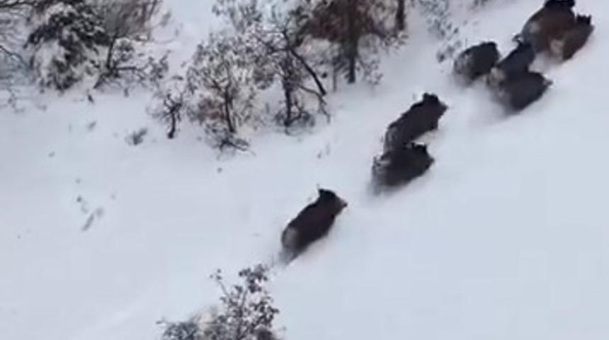 Elazığ&rsquo;da domuz s&uuml;r&uuml;s&uuml; dron ile g&ouml;r&uuml;nt&uuml;lendi