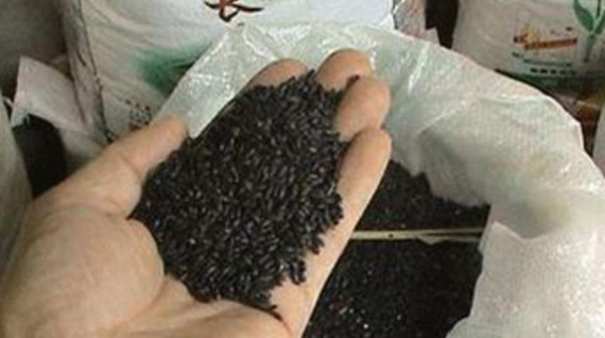 Kahramanmaraş'ta yasaklı pirinç üretiyor