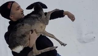 Yer: D&uuml;zce! Yaralı halde bulunan yavru karaca koruma altına alındı