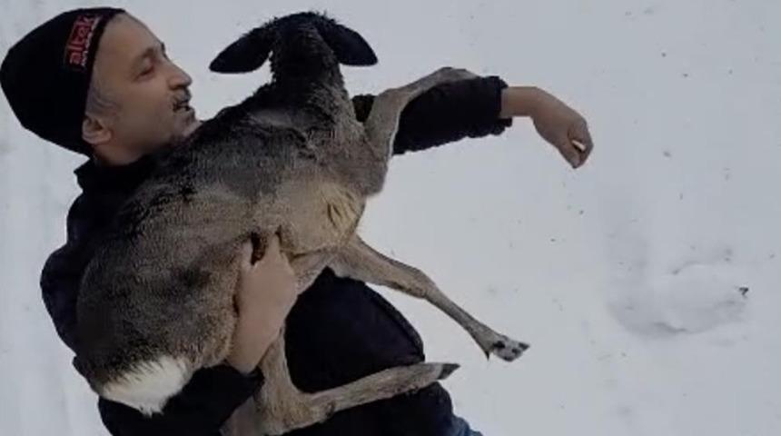 Yer: D&uuml;zce! Yaralı halde bulunan yavru karaca koruma altına alındı