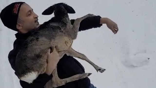 Yer: Düzce! Yaralı halde bulunan yavru karaca koruma altına alındı