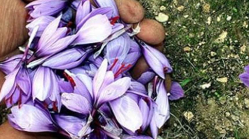 D&uuml;nyanın en pahalı bitkisi millileştirildi