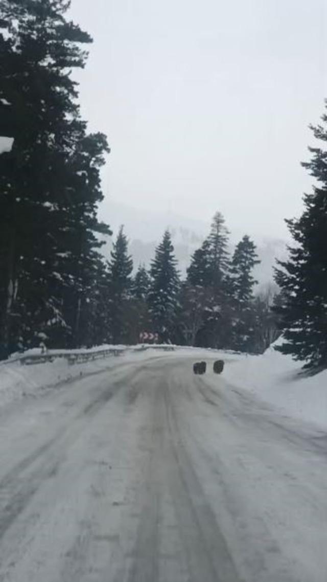 Artvin&rsquo;de kış uykusuna yatmayan 4 boz ayı kamerada 2