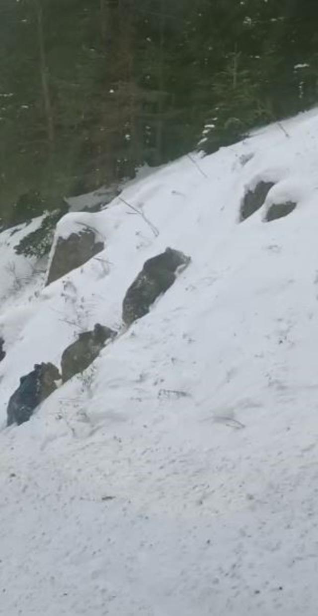 Artvin&rsquo;de kış uykusuna yatmayan 4 boz ayı kamerada 1