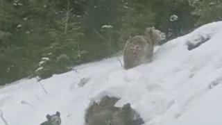 Artvin’de kış uykusuna yatmayan 4 boz ayı kamerada