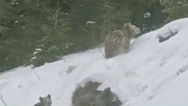 Artvin’de kış uykusuna yatmayan 4 boz ayı kamerada