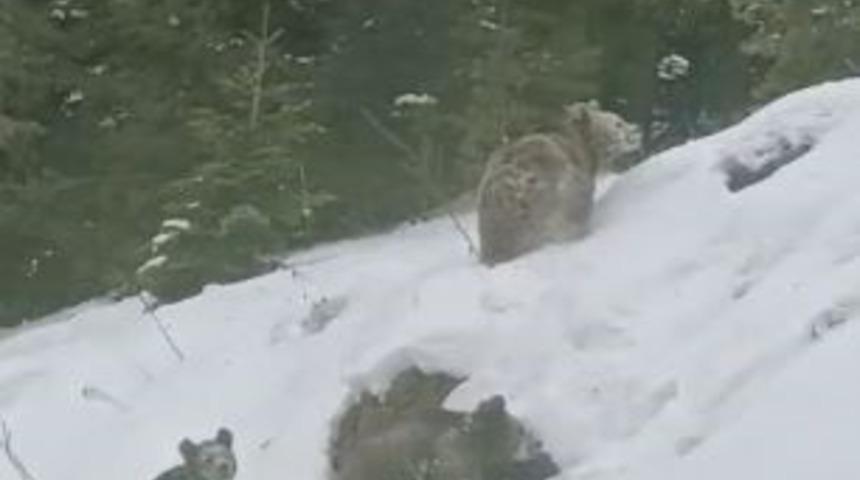 Artvin&rsquo;de kış uykusuna yatmayan 4 boz ayı kamerada