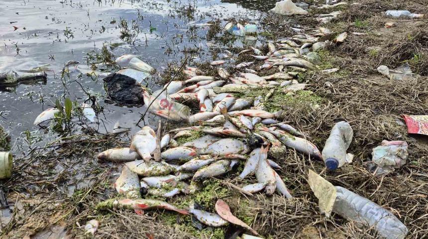 Ey&uuml;psultan&rsquo;da g&ouml;lette yosun patlaması: &Ccedil;ok sayıda balık telef oldu