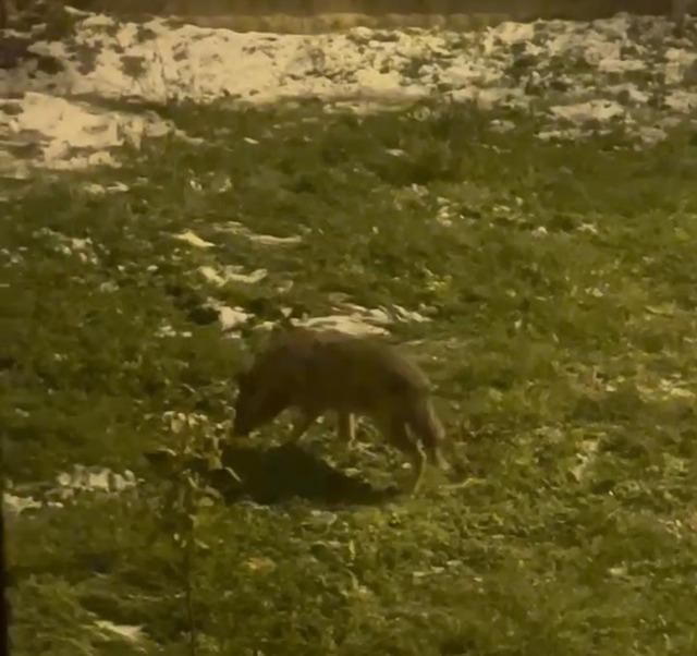 Başkentte kurt s&uuml;r&uuml;s&uuml; g&ouml;r&uuml;ld&uuml; 1