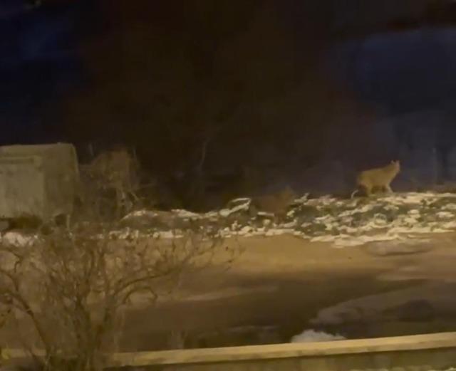 Başkentte kurt s&uuml;r&uuml;s&uuml; g&ouml;r&uuml;ld&uuml; 2