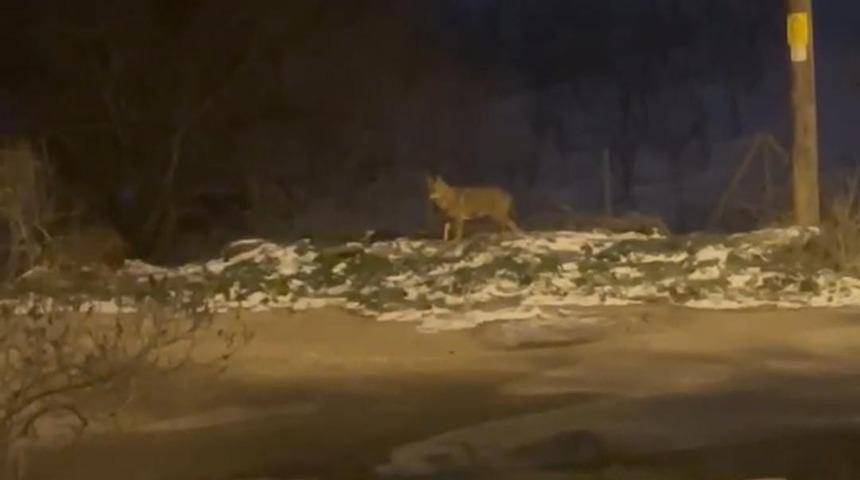 Başkentte kurt s&uuml;r&uuml;s&uuml; g&ouml;r&uuml;ld&uuml;