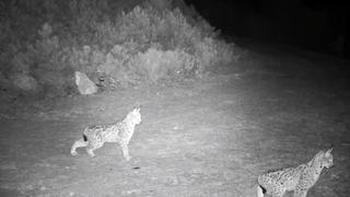 Ormanın hayaleti vaşak görüntülendi