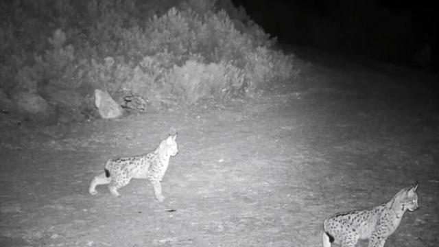 Ormanın hayaleti vaşak görüntülendi