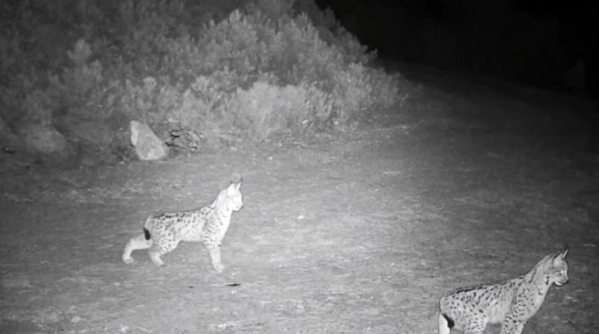 "Ormanın hayaleti" vaşak g&ouml;r&uuml;nt&uuml;lendi