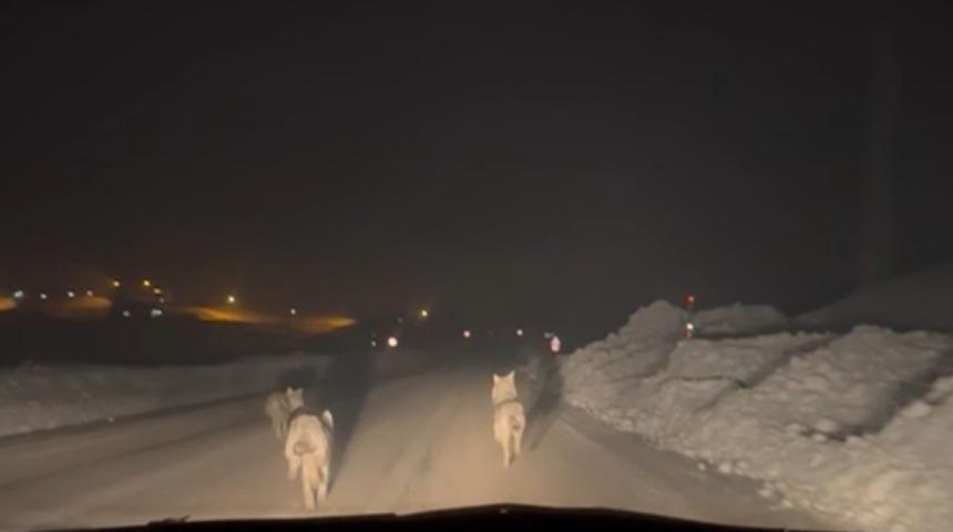 Y&uuml;ksekova&rsquo;da a&ccedil; kalan kurt s&uuml;r&uuml;s&uuml; k&ouml;y yoluna indi