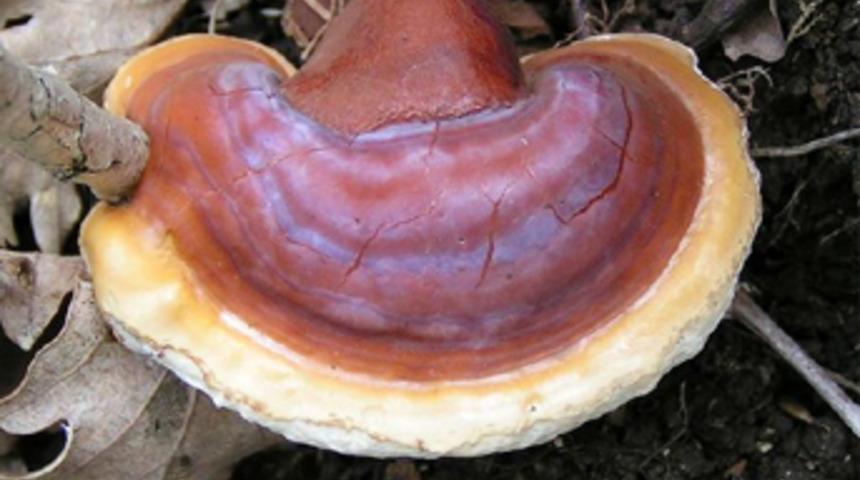 Bu mantarın fiyatı dudak uçuklatıyor