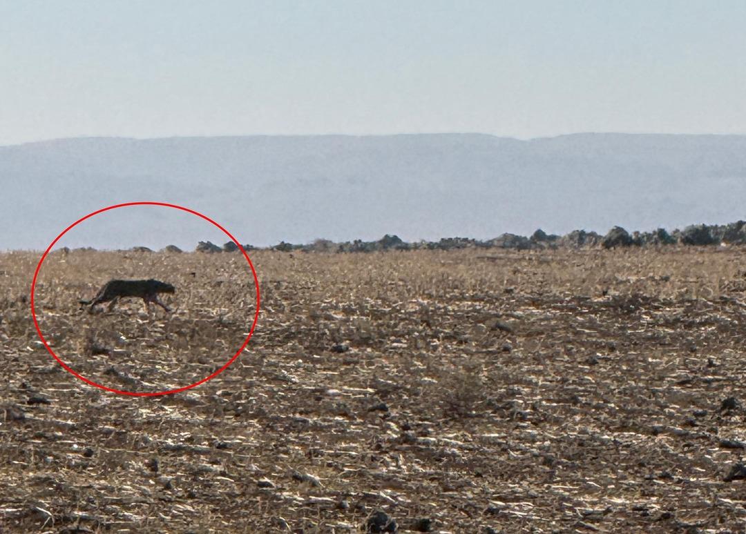 Bu kez Şırnak ta g&ouml;r&uuml;nt&uuml;lendi! "G&ouml;r&uuml;ld&uuml;ğ&uuml; yerlerde vatandaşlarımız bilgilendirilmeli" 2